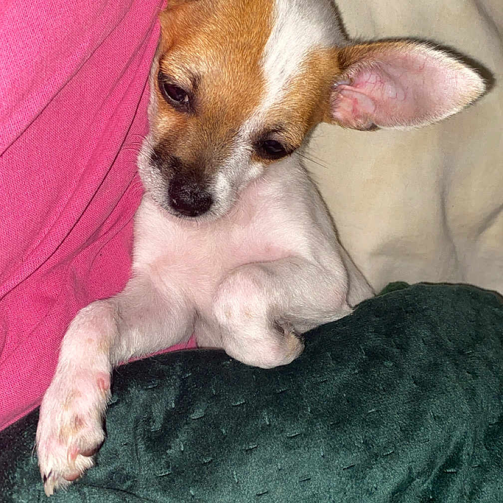 Sky a rejoint le concours — aidez-le/la à gagner de superbes lots ! animal, blanket, close_up, comfort, companion, cozy, cute, dog, ears, fur, indoor, lying_down, nap, pet, pink_shirt, puppy, resting, sleepy, small_dog, snuggled