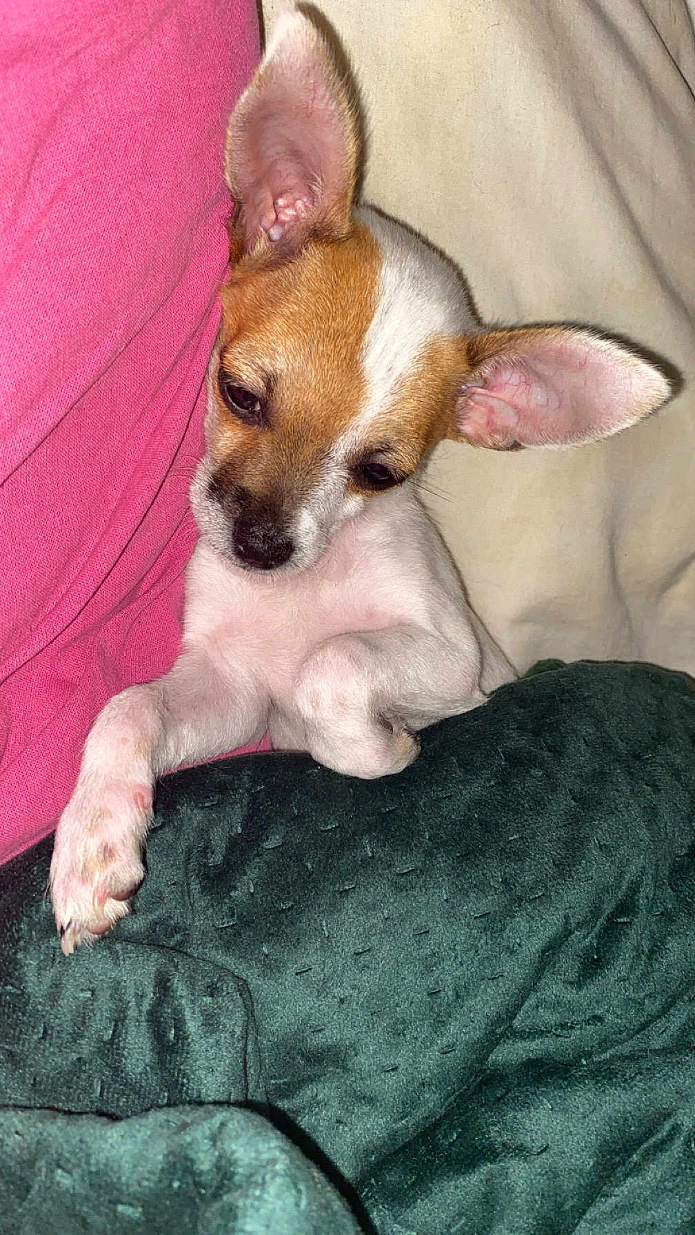 Sky a rejoint le concours — aidez-le/la à gagner de superbes lots ! dog, puppy, small_dog, ears, blanket, pink_shirt, lying_down, indoor, pet, cute, cozy, resting, fur, animal, snuggled, close_up, nap, comfort, sleepy, companion