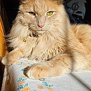 Solo joined the competition — help win amazing prizes! cat, fluffy, orange_cat, tablecloth, floral_pattern, sunlight, indoor, pet, feline, closeup, relaxed, yellow_eyes, whiskers, soft_fur, paw, collar, domestic_animal, portrait, resting, cozy