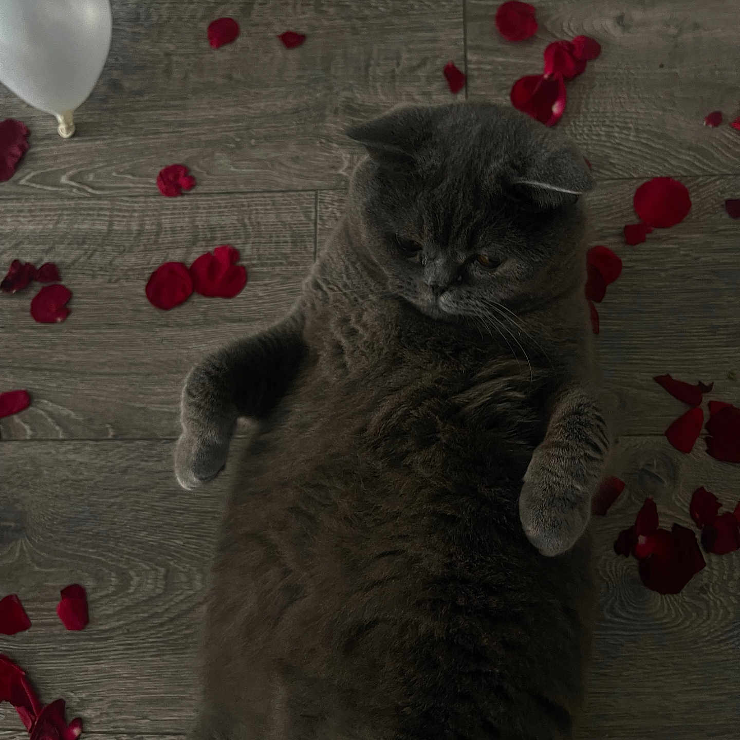 Pams a rejoint le concours — aidez-le/la à gagner de superbes lots ! animal, balloon, cat, face, flower, flowerarrangement, flowerbouquet, geranium, hardwood, head, indoors, interiordesign, kitten, manx, pet, petal, plant, rose, sphere, wood