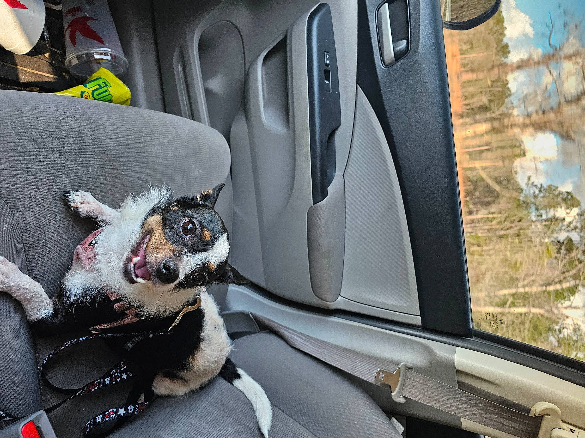 Pickle is registered to the contest to win money with this photo: auto_part, automotive_design, automotive_exterior, car, car_seat_cover, carnivore, collar, companion_dog, dog, dog_breed, family_car, head_restraint, mode_of_transport, motor_vehicle, personal_luxury_car, seat_belt, vehicle, vehicle_door, white, windshield