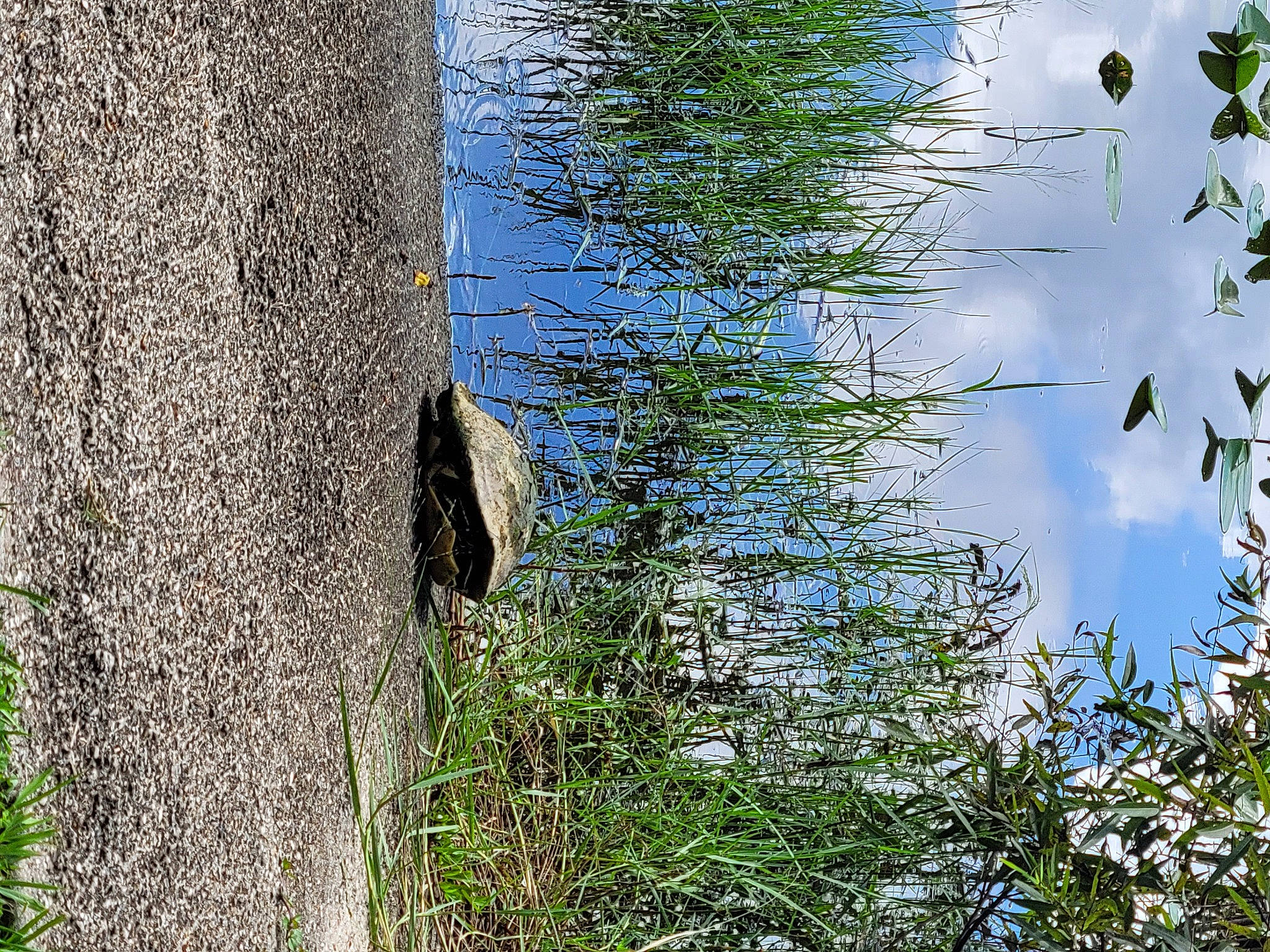 Pickle joined the competition — help win amazing prizes! biome, forest, grass, grass_family, landscape, natural_landscape, nature_reserve, plant, reflection, sky, sunlight, temperate_broadleaf_and_mixed_forest, terrestrial_plant, tree, trunk, twig, water, watercourse, wetland, wood