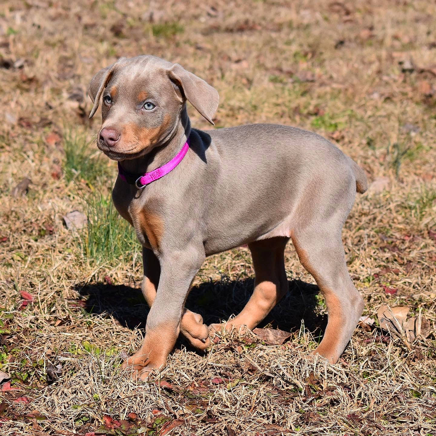 Beretta joined the competition — help win amazing prizes! canidae, carnivore, collar, companion_dog, dobermann, dog, dog_breed, dog_collar, grass, gun_dog, hunting_dog, liver, pet_supply, puppy, soil, sporting_group, terrestrial_animal, toy, whiskers, working_animal