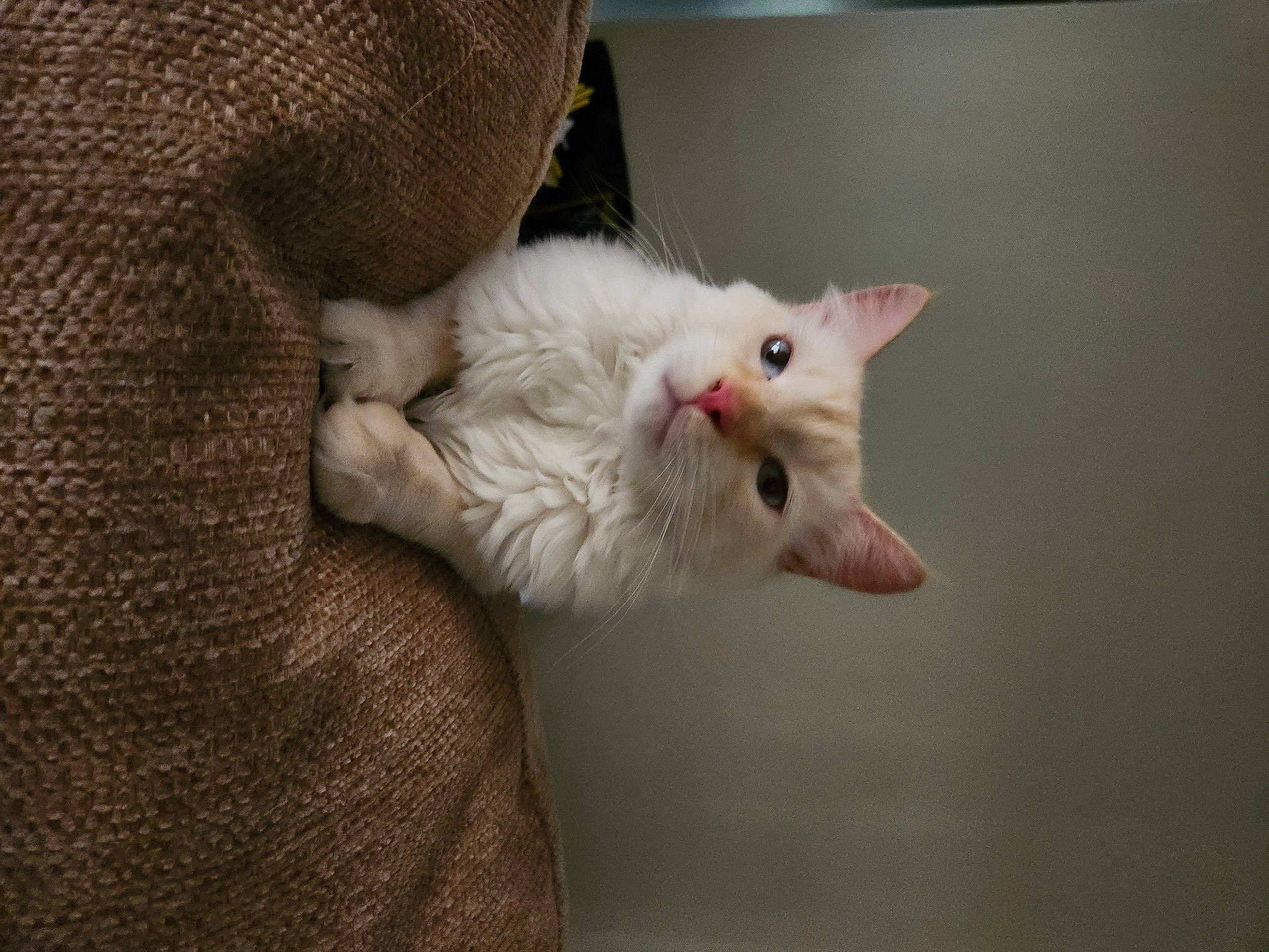 Pinky is registered to the contest to win money with this photo: carnivore, cat, claw, comfort, domestic_short_haired_cat, ear, fawn, felidae, fur, paw, small_to_medium_sized_cats, snout, tail, whiskers