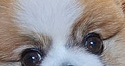 Rascal is registered to the contest to win money with this photo: puppy, dog, fluffy, close_up, portrait, brown_and_white, blue_eyes, nose, eyes, fur, pet, cute, indoor, phone_screen, lock_screen, smartphone, clock, notification, background, photography