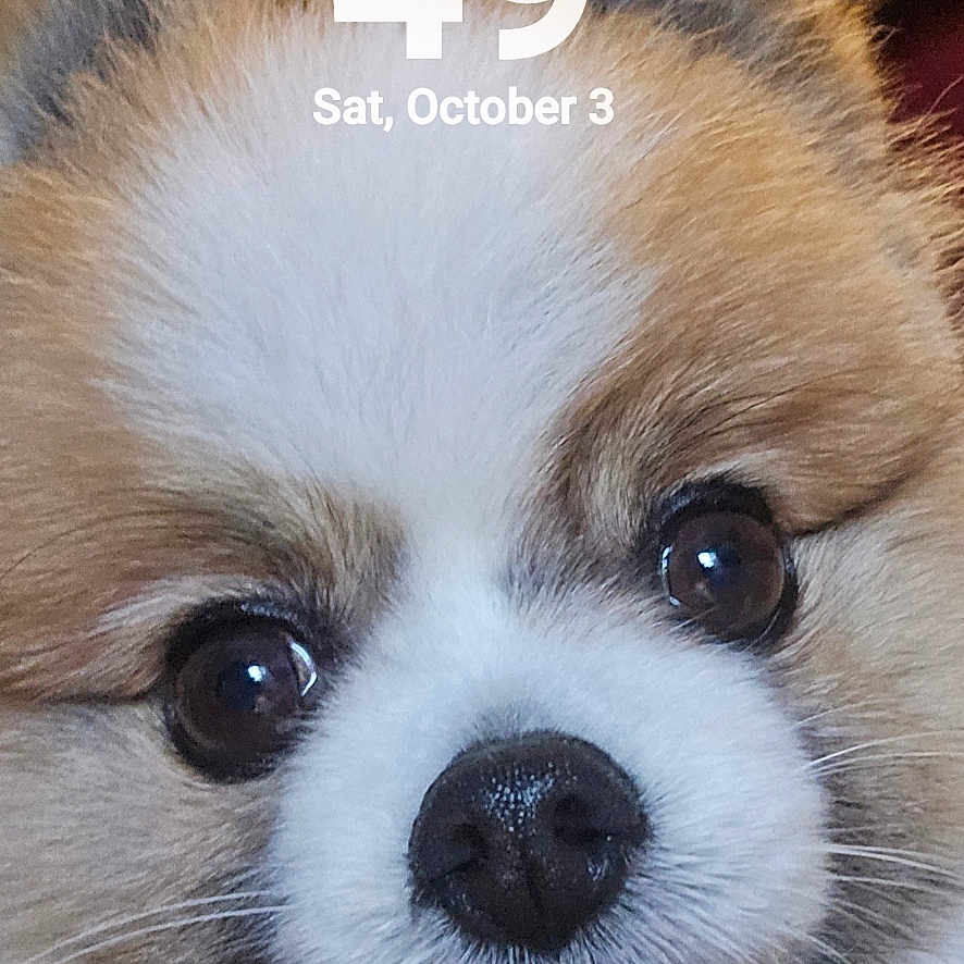Rascal