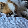 Rascal is registered to the contest to win money with this photo: puppies, dogs, sleeping, fluffy, white, brown, small_dogs, cuddling, resting, blanket, bed, indoors, pet, adorable, fur, close_up, portrait, cozy, patterned_rug, nap