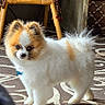 Rascal joined the competition — help win amazing prizes! dog, small_dog, fluffy_dog, white_fur, brown_fur, standing, pet, portrait, indoors, rug, patterned_rug, wicker_chair, woven_baskets, rustic_interior, collar, blue_tag, alert, cute, full_body, photography