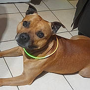 Rafal a rejoint le concours — aidez-le/la à gagner de superbes lots ! dog, brown_dog, pet, indoor, floor, tile_floor, glowing_collar, neon_collar, lying_down, looking_up, ears_up, canine, domestic_animal, animal, companion, cute, alert, friendly, portrait, household