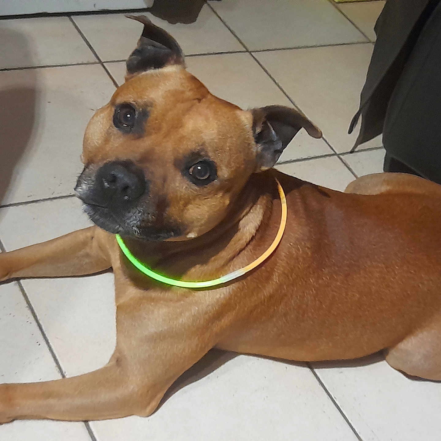 Rafal a rejoint le concours — aidez-le/la à gagner de superbes lots ! alert, animal, brown_dog, canine, companion, cute, dog, domestic_animal, ears_up, floor, friendly, glowing_collar, household, indoor, looking_up, lying_down, neon_collar, pet, portrait, tile_floor