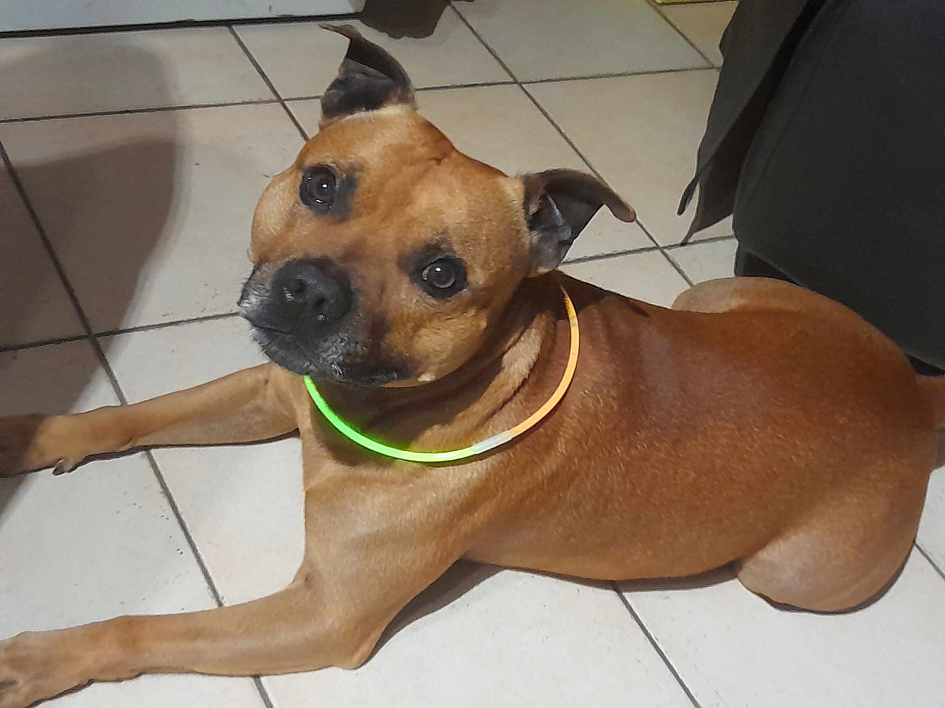 Rafal a rejoint le concours — aidez-le/la à gagner de superbes lots ! dog, brown_dog, pet, indoor, floor, tile_floor, glowing_collar, neon_collar, lying_down, looking_up, ears_up, canine, domestic_animal, animal, companion, cute, alert, friendly, portrait, household