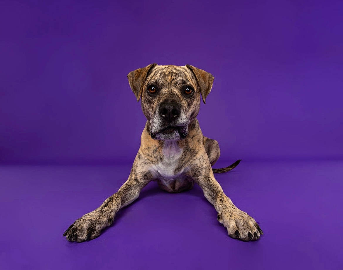 Mulligan joined the competition — help win amazing prizes! ancient_dog_breeds, bored, canidae, carnivore, companion_dog, dog, dog_breed, electric_blue, great_dane, guard_dog, non_sporting_group, purple, terrestrial_animal, wood, working_dog