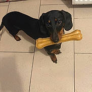 Adès a rejoint le concours — aidez-le/la à gagner de superbes lots ! dog, dachshund, pet, animal, indoor, floor, tile, toy, bone, black, brown, cute, looking_up, playful, small_dog, domestic_animal, paw, ears, mouth, nose
