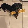 dog, dachshund, pet, animal, indoor, floor, tile, toy, bone, black, brown, cute, looking_up, playful, small_dog, domestic_animal, paw, ears, mouth, nose