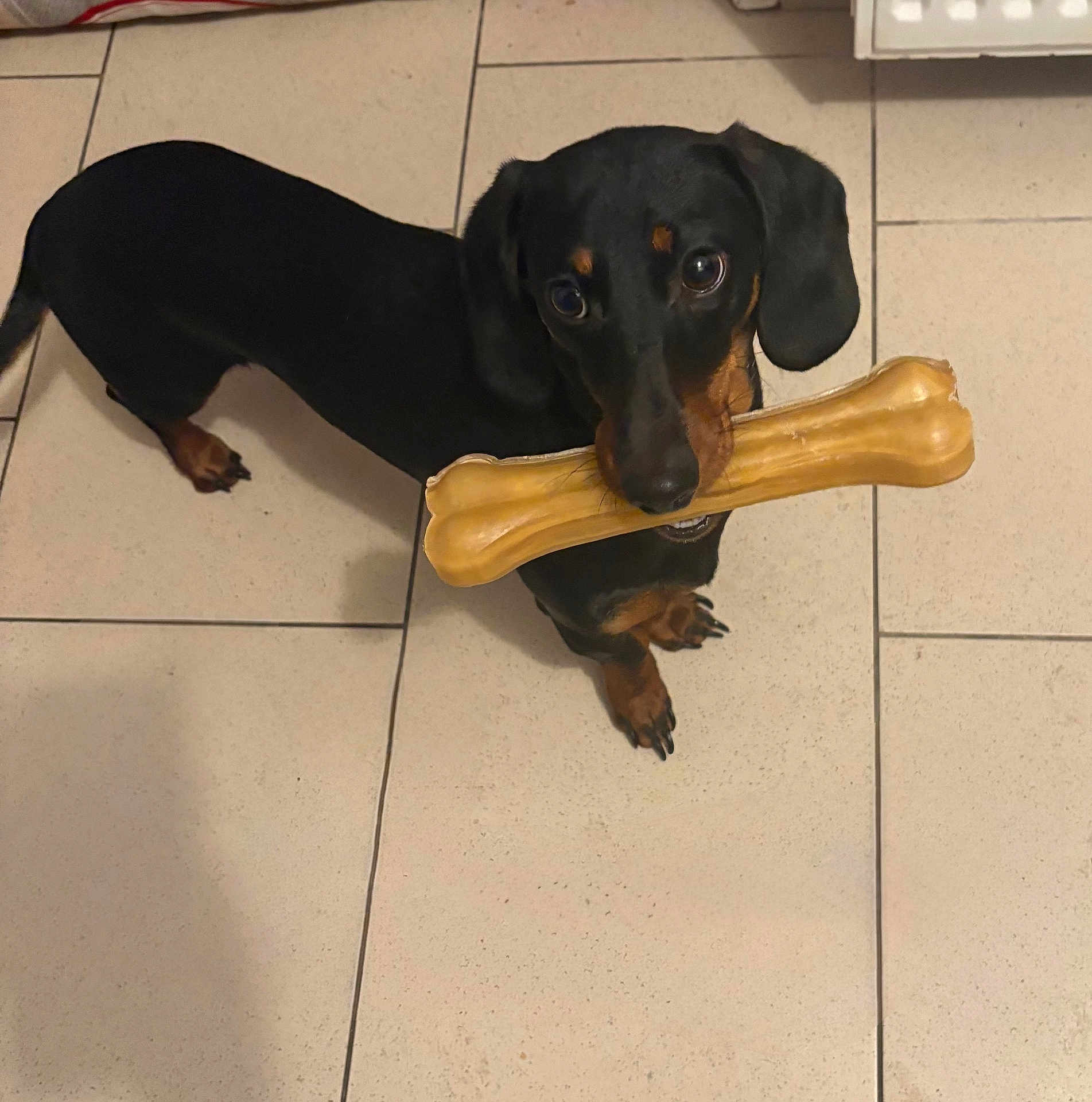 Adès a rejoint le concours — aidez-le/la à gagner de superbes lots ! dog, dachshund, pet, animal, indoor, floor, tile, toy, bone, black, brown, cute, looking_up, playful, small_dog, domestic_animal, paw, ears, mouth, nose