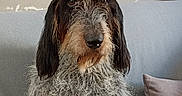Réglisse participe au concours pour gagner de l'argent avec cette photo : animal, black, brown, canine, couch, curtain, dog, ears, fur, grey, home, indoor, nose, pet, pillow, portrait, sitting, texture, window, wire_hair