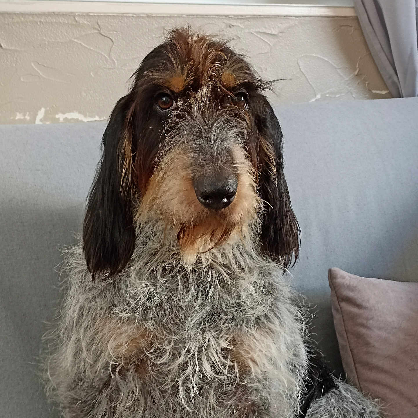 Réglisse participe au concours pour gagner de l'argent avec cette photo : animal, black, brown, canine, couch, curtain, dog, ears, fur, grey, home, indoor, nose, pet, pillow, portrait, sitting, texture, window, wire_hair