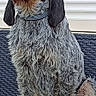 Réglisse participe au concours pour gagner de l'argent avec cette photo : animal, attentive, background_siding, black_fur, calm, collar, dog, ears_down, fur_texture, gray_fur, medium_sized_dog, outdoor, paw, pet, portrait, side_view, sitting, suburban, tan_fur, woven_chair