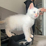 Snow a rejoint le concours — aidez-le/la à gagner de superbes lots ! kitten, cat, white_cat, blue_eyes, couch, bag, indoor, person, young_man, closet, door, furniture, home, pet, animal, fur, sitting, standing, text_overlay, dimanche