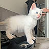 kitten, cat, white_cat, blue_eyes, couch, bag, indoor, person, young_man, closet, door, furniture, home, pet, animal, fur, sitting, standing, text_overlay, dimanche
