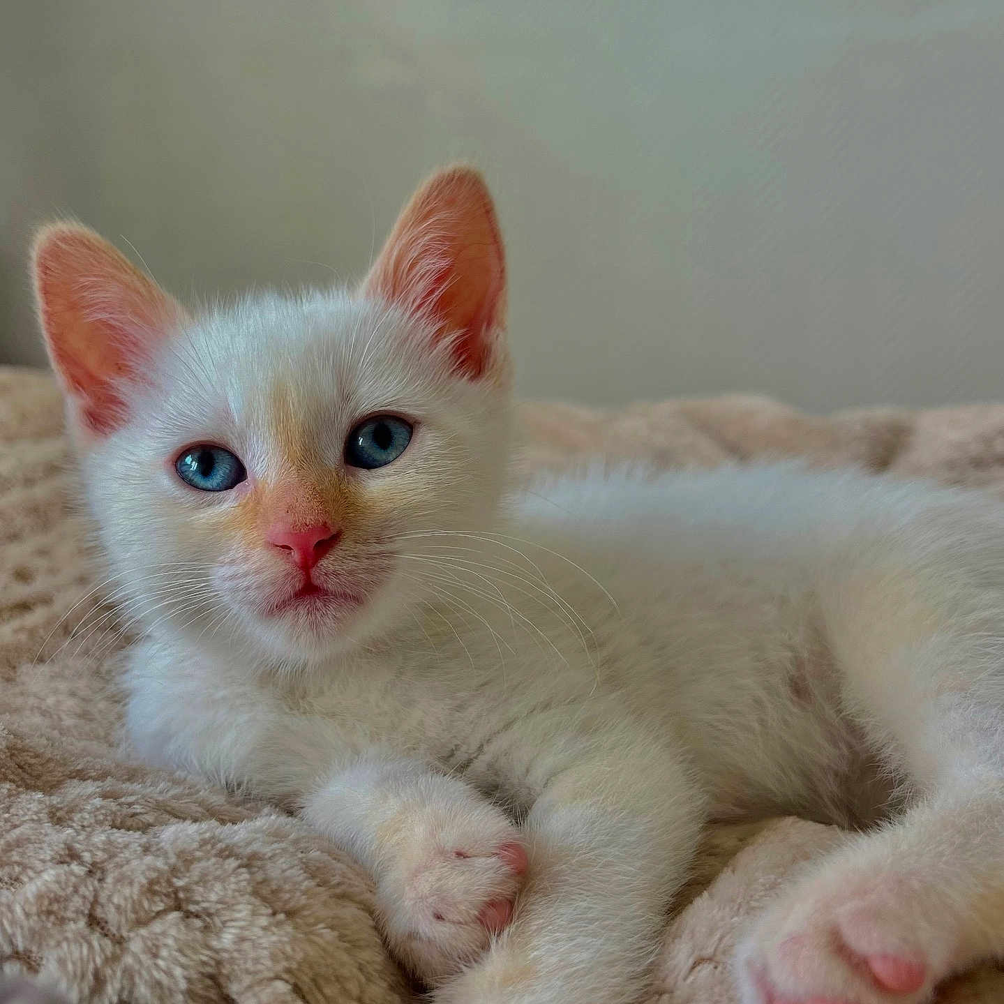 Snow participe au concours pour gagner de l'argent avec cette photo : kitten, cat, white_fur, blue_eyes, pink_nose, pink_paws, lying_down, soft_blanket, indoor, pet, cute, furry, young, animal, whiskers, relaxed, close_up, domestic_cat, sleepy, cozy