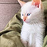 Snow a rejoint le concours — aidez-le/la à gagner de superbes lots ! kitten, cat, white_cat, blue_eyes, pet, animal, feline, cute, young_animal, fur, whiskers, indoor, blanket, cozy, resting, portrait, side_view, soft_light, close_up, curious