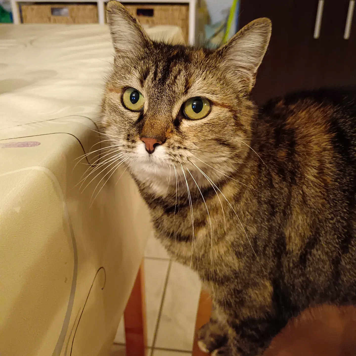 Moustique a rejoint le concours — aidez-le/la à gagner de superbes lots ! alert, animal, brown, cat, closeup, cream_color, curious, domestic_cat, feline, fur, green_eyes, household, indoor, pet, striped, tabby_cat, table, tablecloth, tile_floor, whiskers