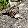 cat, tabby_cat, outdoor, sunlight, stone_pathway, garden, plants, flowers, relaxing, sleeping, feline, pet, nature, daytime, closeup, animal, stretching, whiskers, fur, peaceful
