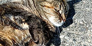 Moustique participe au concours pour gagner de l'argent avec cette photo : cat, tabby, animal, pet, feline, fur, outdoor, sunlight, relaxing, lying_down, whiskers, paw, closeup, sleepy, nature, daylight, ground, shadow, mammal, cute