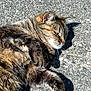 cat, tabby, animal, pet, feline, fur, outdoor, sunlight, relaxing, lying_down, whiskers, paw, closeup, sleepy, nature, daylight, ground, shadow, mammal, cute