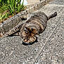 cat, tabby_cat, outdoor, sunlight, garden, plants, stone_pathway, relaxing, sleeping, pet, feline, whiskers, tail, nature, daytime, closeup, animal, peaceful, sunny, resting