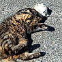 cat, tabby, animal, pet, fur, outdoor, sunlight, pavement, relaxed, sleeping, whiskers, tail, paw, closeup, texture, nature, mammal, resting, cute, fluffy
