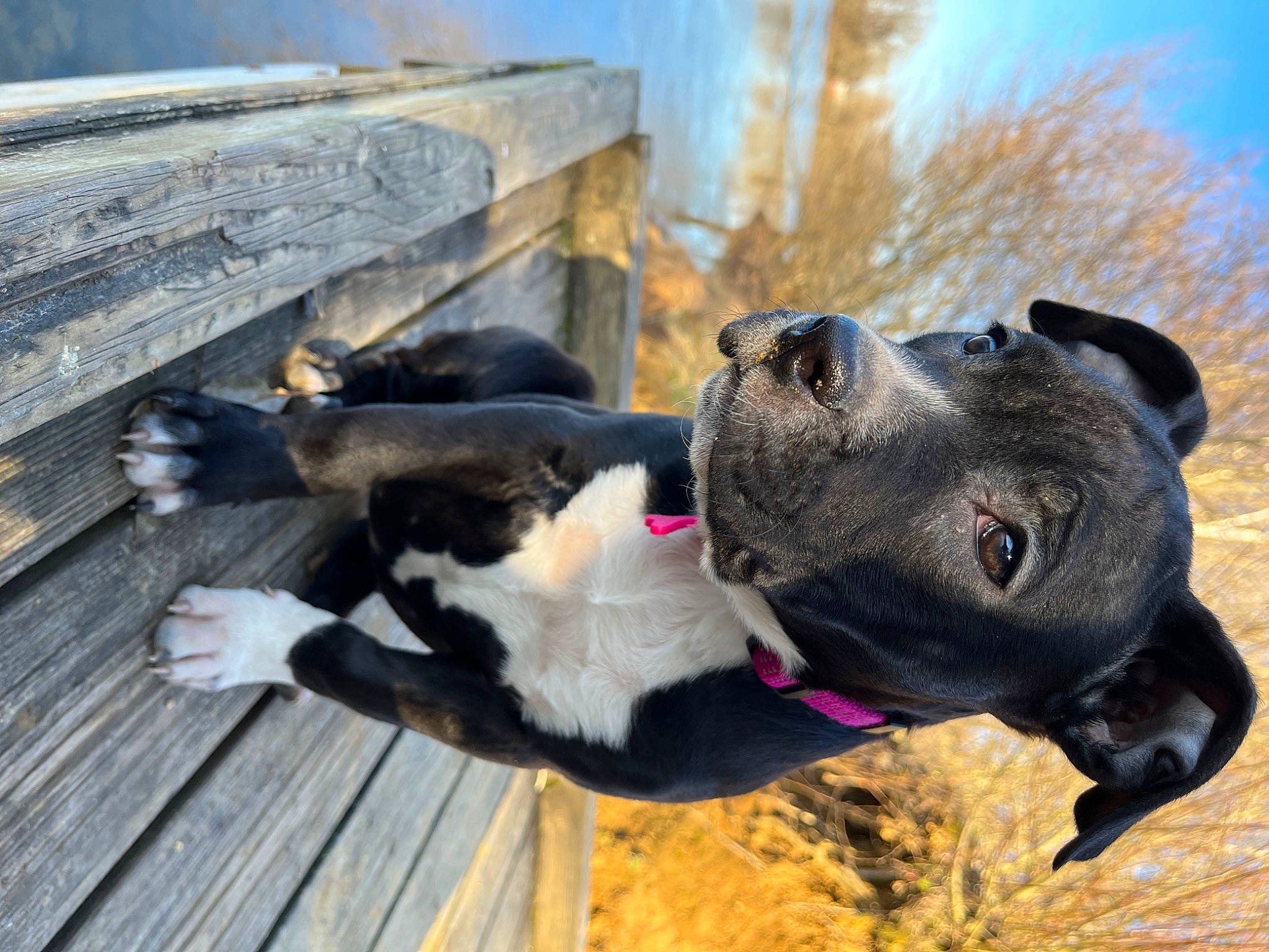 Thélia a rejoint le concours — aidez-le/la à gagner de superbes lots ! adventure, canidae, carnivore, collar, companion_dog, dog, dog_breed, dog_collar, dog_supply, fawn, leash, non_sporting_group, pet_supply, plant, snout, sporting_group, tree, wood, working_animal, working_dog