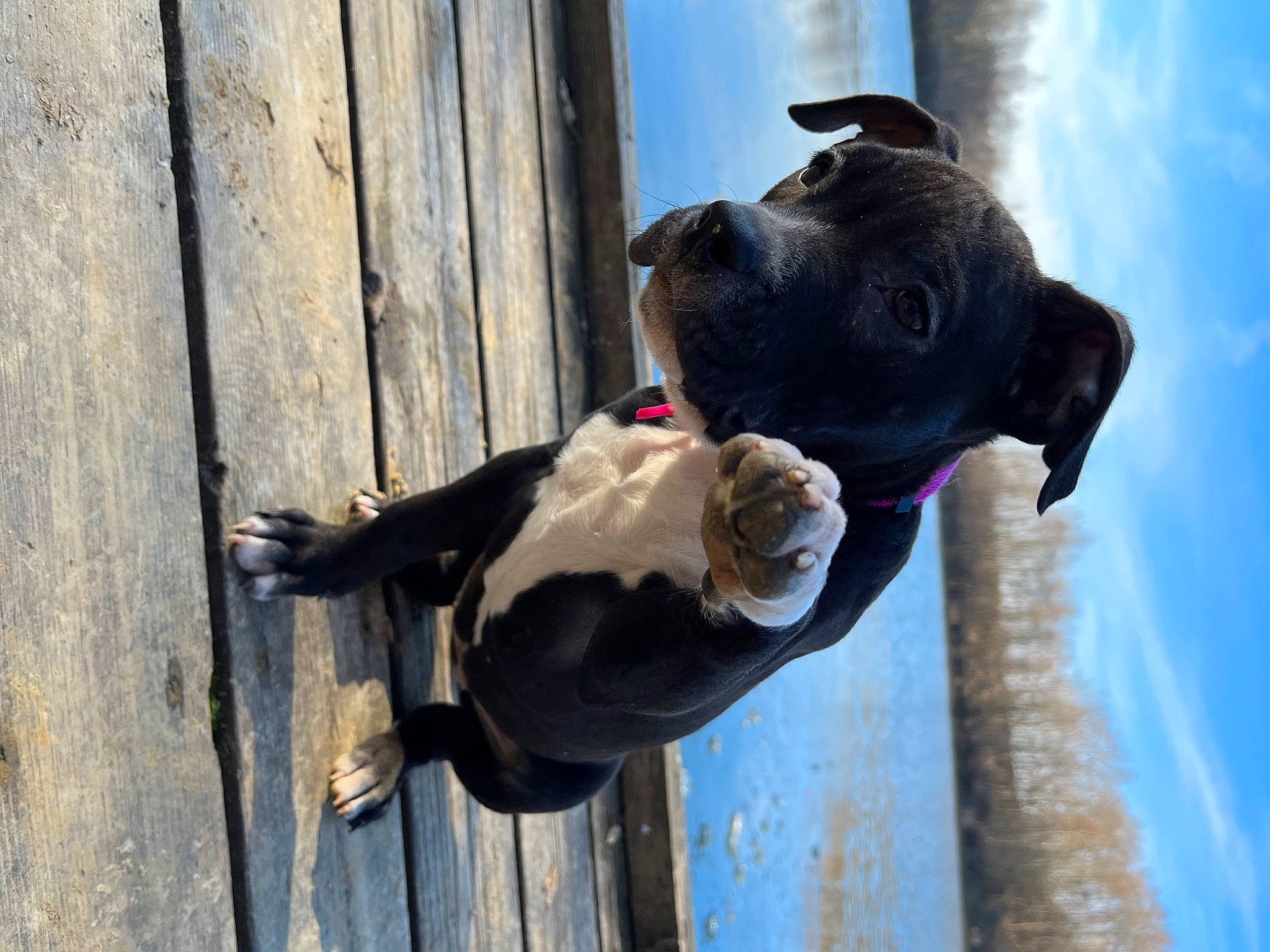 Thélia a rejoint le concours — aidez-le/la à gagner de superbes lots ! adventure, blue, canidae, carnivore, cloud, collar, companion_dog, dog, dog_breed, dog_collar, door, fawn, guard_dog, pet_supply, sky, snout, sporting_group, water, wood, working_animal