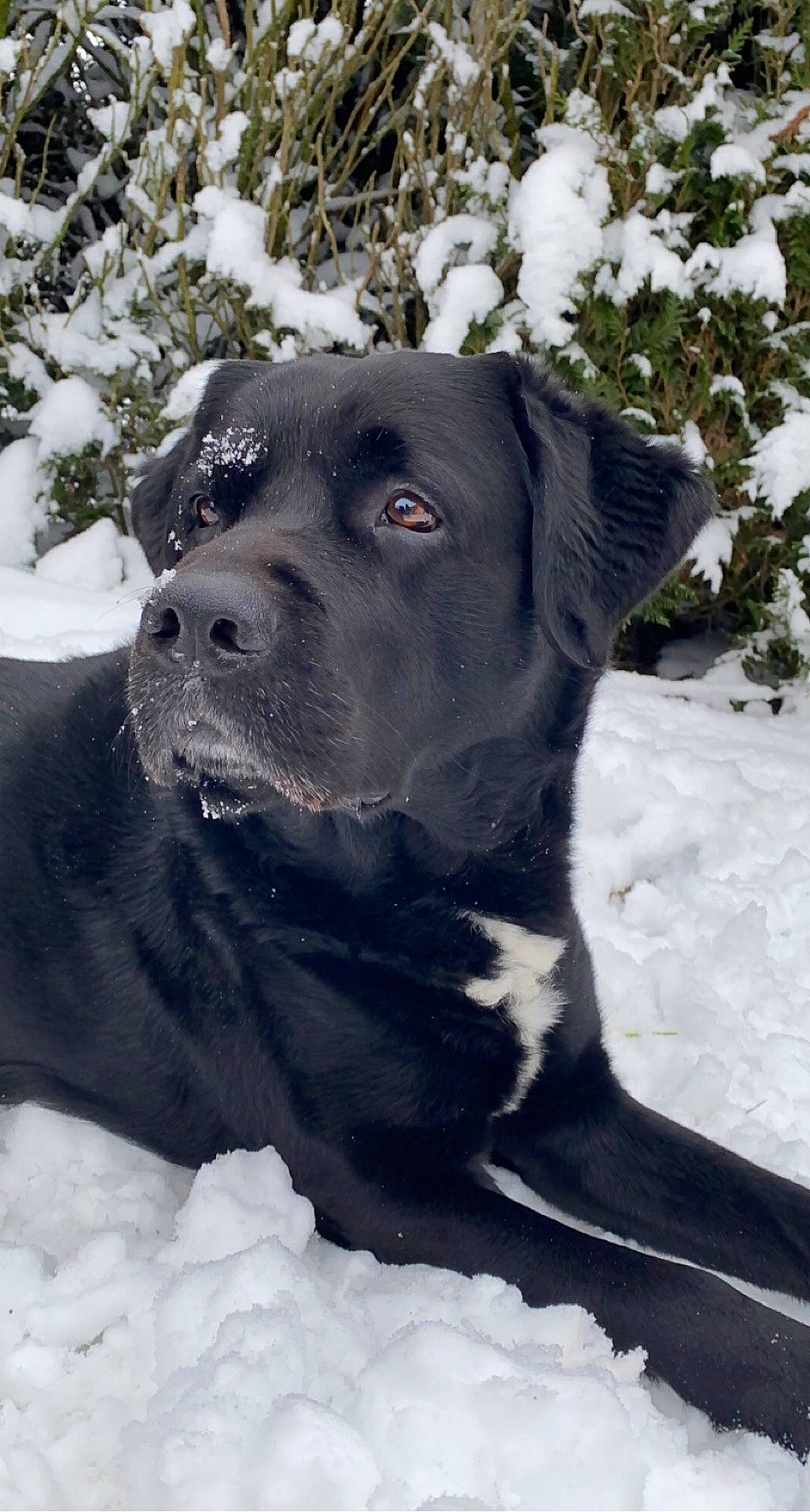 Iro participe au concours pour gagner de l'argent avec cette photo : borador, canidae, carnivore, collar, companion_dog, dog, dog_breed, dog_collar, event, fawn, freezing, fur, plant, snout, snow, sporting_group, whiskers, white, winter, working_animal