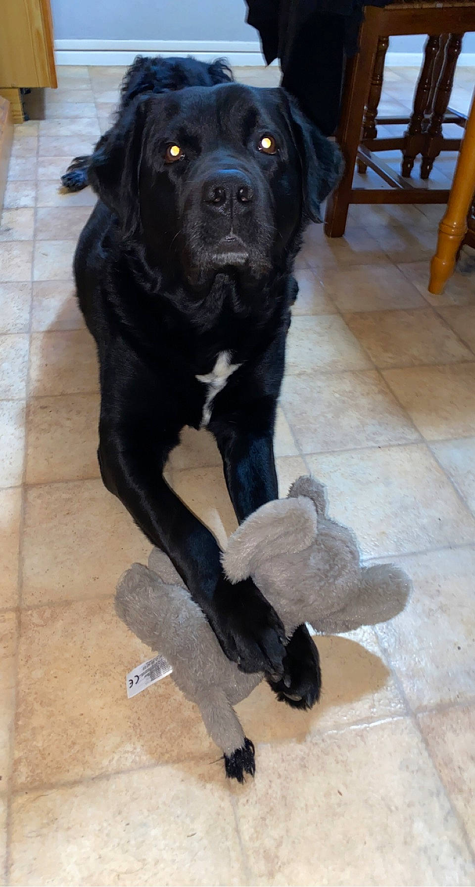 Iro participe au concours pour gagner de l'argent avec cette photo : borador, canidae, carnivore, companion_dog, dog, dog_breed, fawn, floor, flooring, fur, guard_dog, hardwood, snout, sporting_group, tail, terrestrial_animal, whiskers, wood, working_animal, working_dog