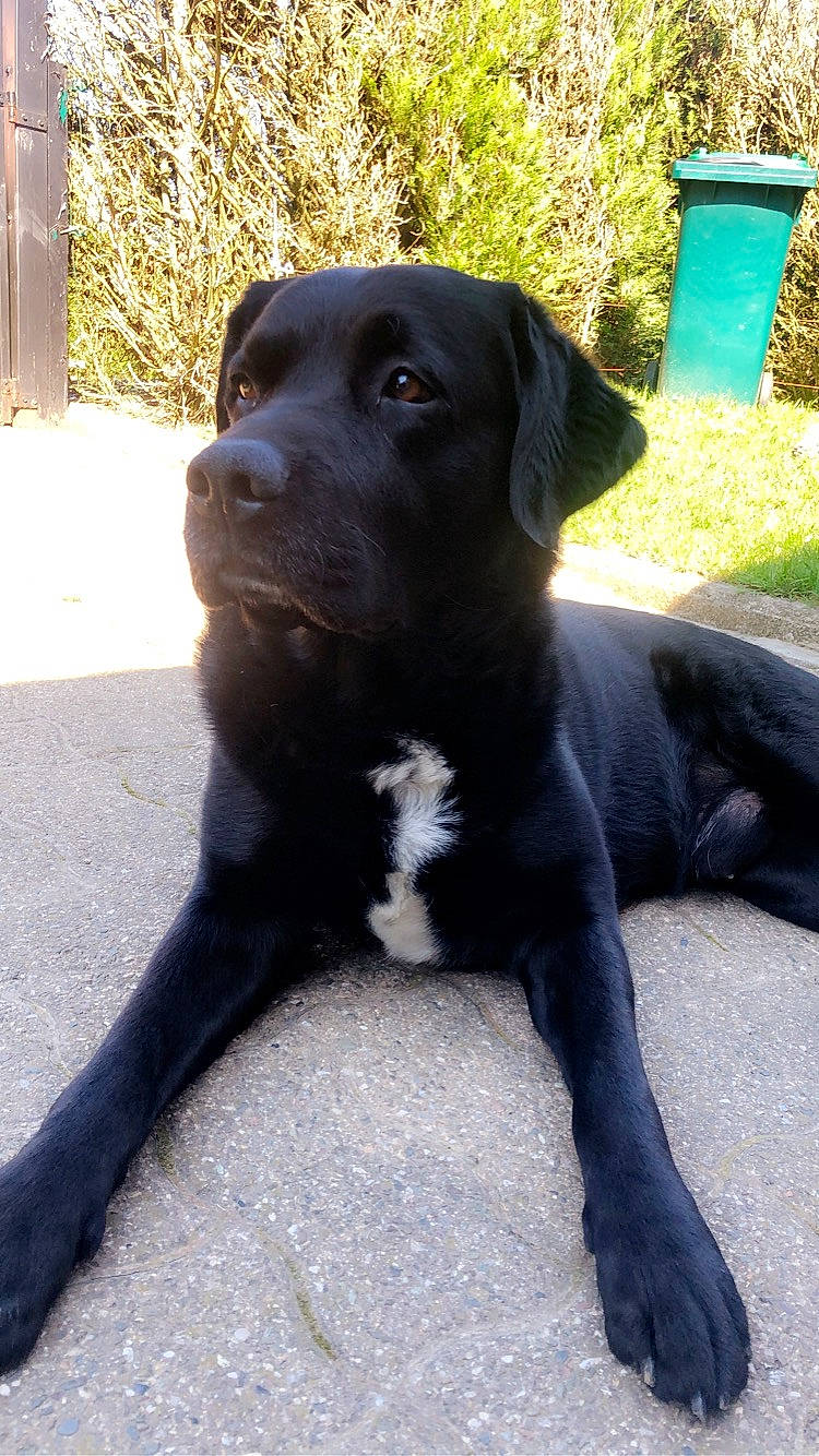 Iro participe au concours pour gagner de l'argent avec cette photo : borador, canidae, carnivore, collar, companion_dog, dog, dog_breed, dog_collar, fawn, fur, gun_dog, hunting_dog, non_sporting_group, plant, snout, sporting_group, tail, terrestrial_animal, whiskers, working_animal