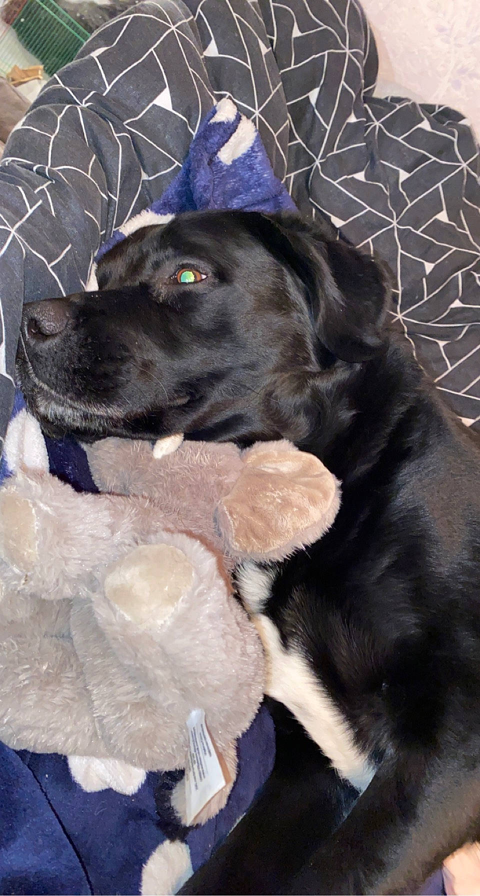 Iro a rejoint le concours — aidez-le/la à gagner de superbes lots ! black, blue, borador, canidae, carnivore, collar, companion_dog, dog, dog_breed, dog_collar, dog_supply, electric_blue, fur, guard_dog, pet_supply, sporting_group, toy, working_animal