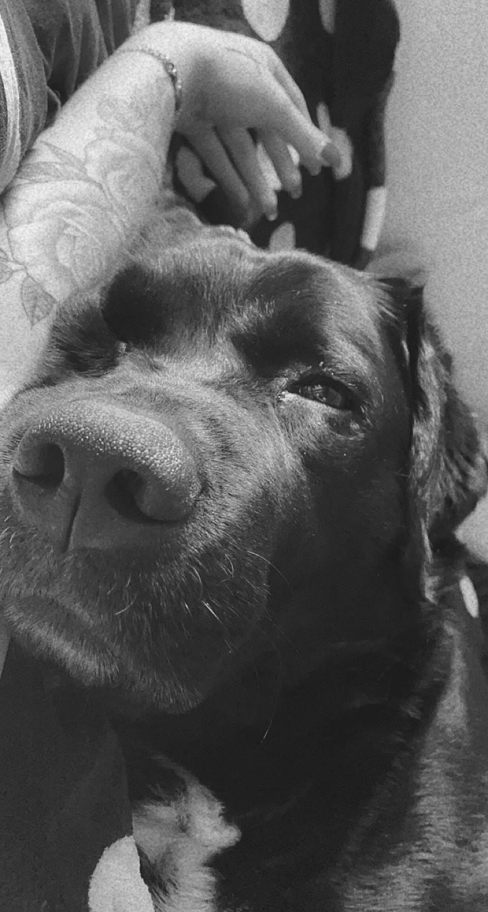 Iro participe au concours pour gagner de l'argent avec cette photo : black, black_and_white, carnivore, close_up, companion_dog, dog, dog_breed, ear, eye, gesture, jaw, mammal, monochrome, monochrome_photography, snout, style, vertebrate, whiskers, white, working_animal