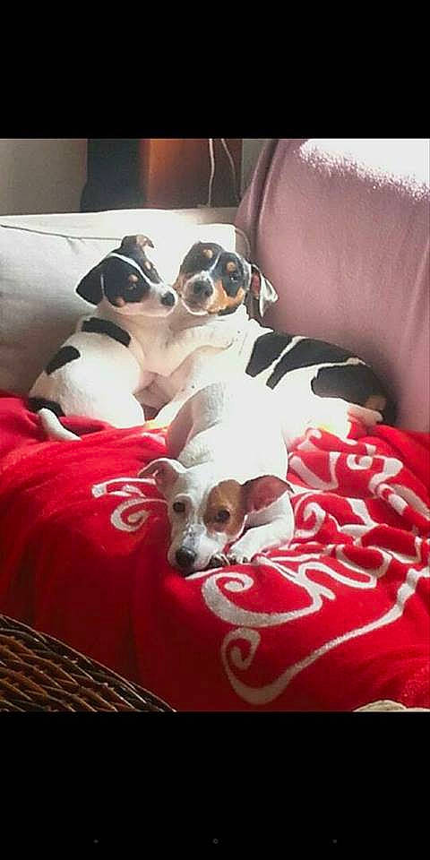 Moutig Mia  Isis participe au concours pour gagner de l'argent avec cette photo : canidae, carnivore, companion_dog, danish_swedish_farmdog, dog, dog_breed, jack_russell_terrier, mammal, non_sporting_group, parson_russell_terrier, puppy, puppy_love, rat_terrier