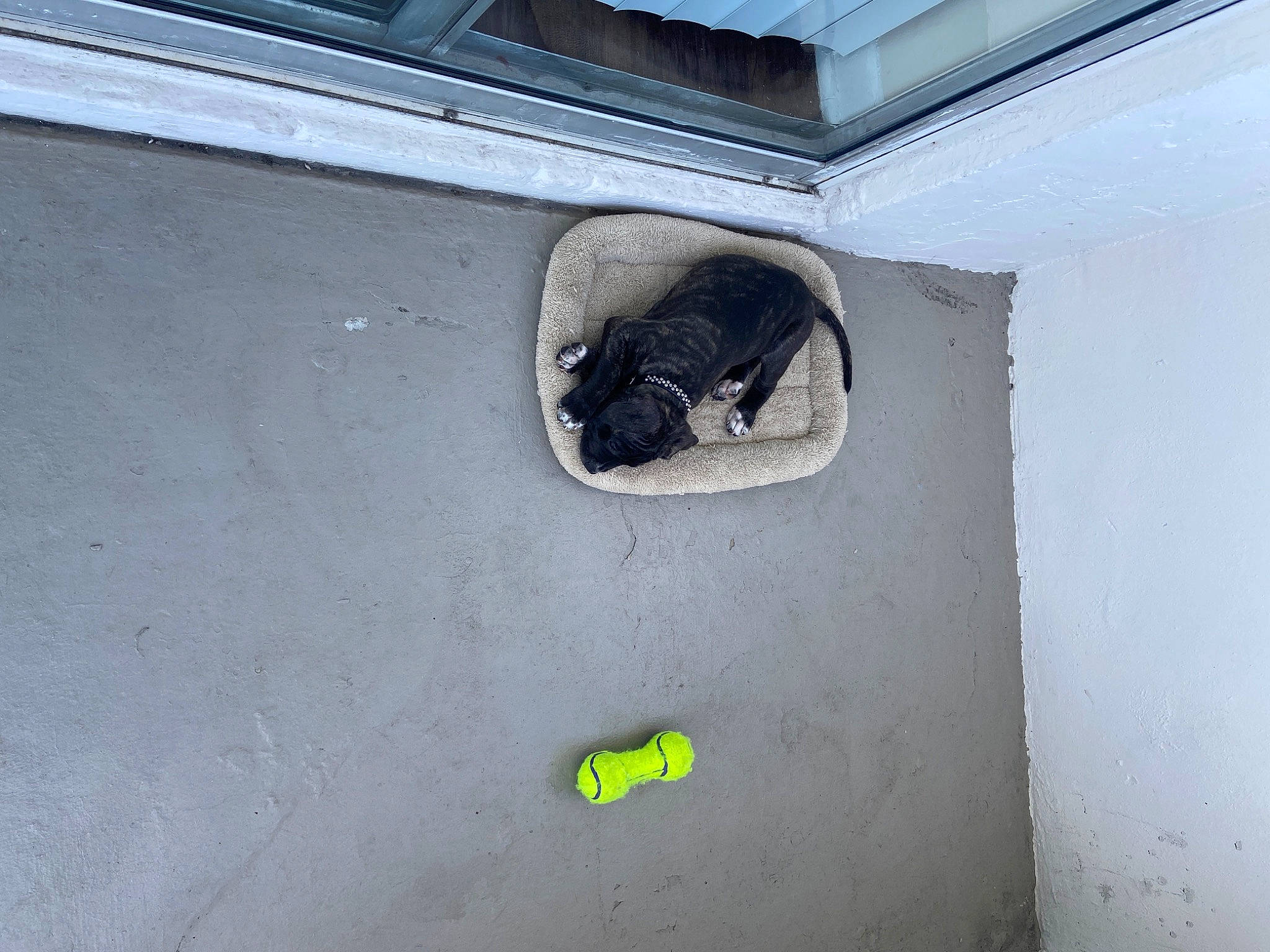 Kai joined the competition — help win amazing prizes! cat, concrete, felidae, small_to_medium_sized_cats