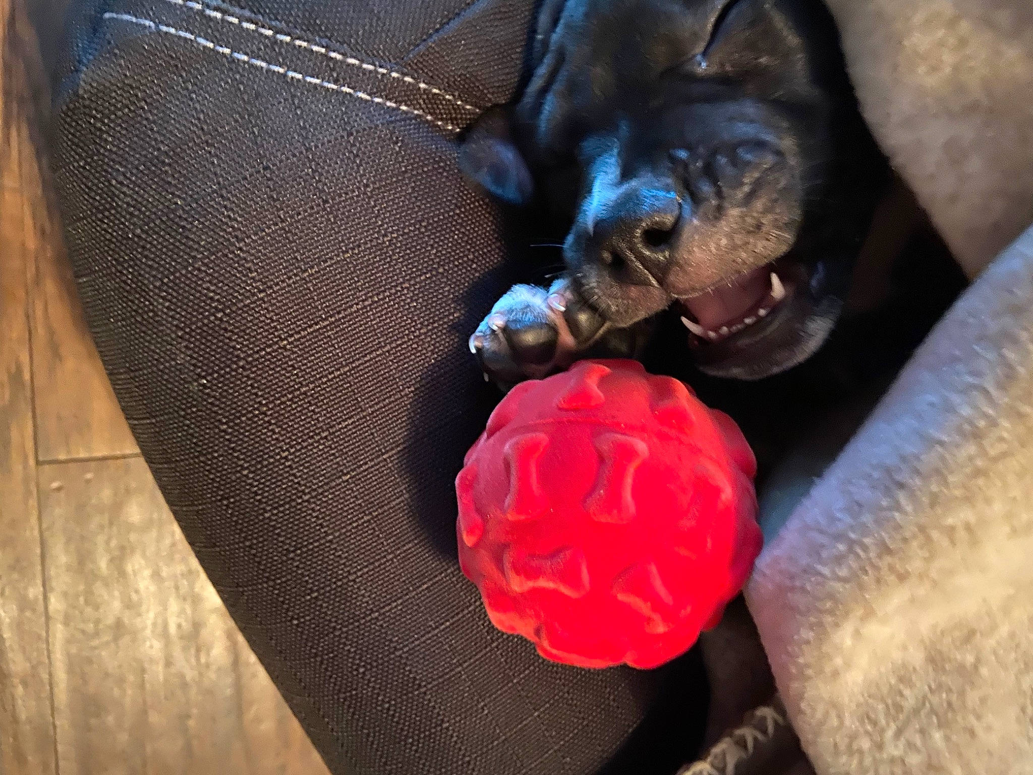 Kai joined the competition — help win amazing prizes! canidae, carnivore, companion_dog, dog, dog_breed, fawn, french_bulldog, non_sporting_group, snout, sporting_group