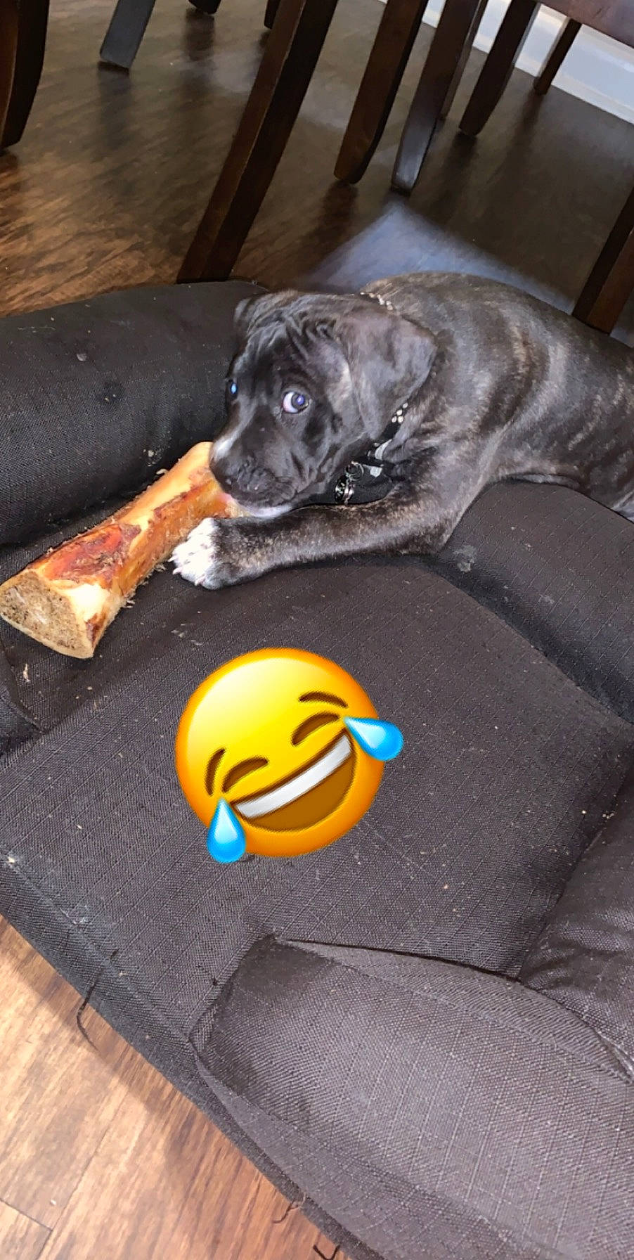 Kai joined the competition — help win amazing prizes! cane_corso, canidae, carnivore, dog, dog_breed, dog_toy, fawn, guard_dog, sporting_group, working_dog