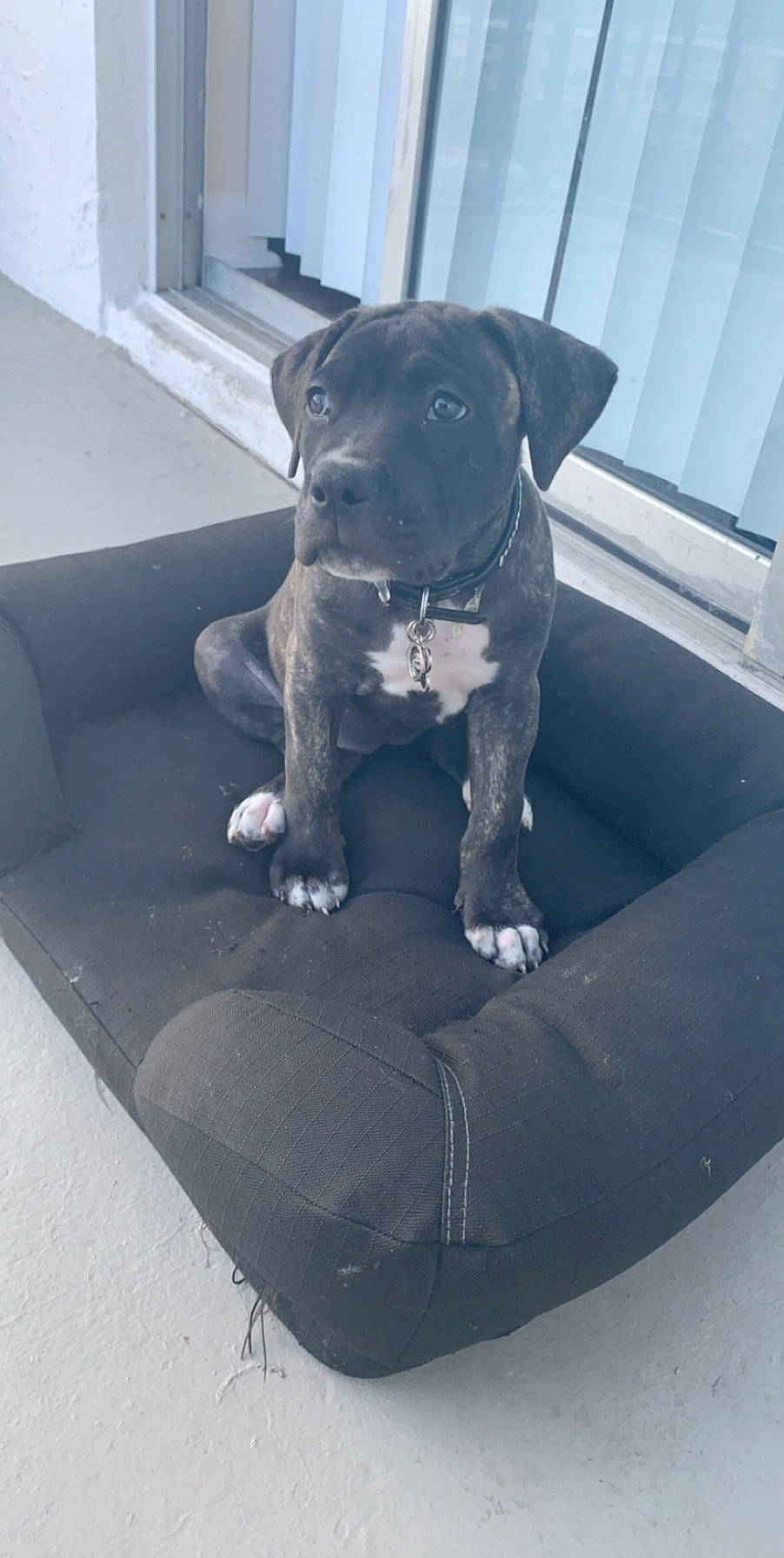 Kai is registered to the contest to win money with this photo: american_bulldog, american_pit_bull_terrier, american_staffordshire_terrier, bandog, canidae, carnivore, companion_dog, dog, dog_breed, fawn, mammal, molosser, non_sporting_group, pit_bull, puppy, snout, sporting_group, staffordshire_bull_terrier