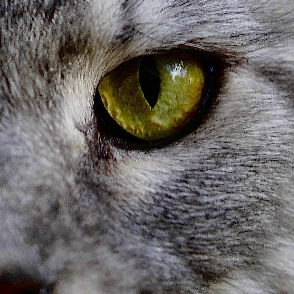 Thalea a rejoint le concours — aidez-le/la à gagner de superbes lots ! animal, cat, close_up, curious, detail, eye, face, feline, fur, gray_fur, green_eye, macro, mammal, nature, pet, portrait, sharp_focus, texture, whisker, whiskers