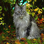 Thalea participe au concours pour gagner de l'argent avec cette photo : cat, long_hair, autumn, leaves, outdoor, greenery, nature, animal, pet, feline, sitting, fur, yellow_eyes, serious, portrait, wildlife, plants, bushes, forest_floor, fall