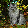 cat, long_hair, autumn, leaves, outdoor, greenery, nature, animal, pet, feline, sitting, fur, yellow_eyes, serious, portrait, wildlife, plants, bushes, forest_floor, fall