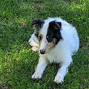Trixie joined the competition — help win amazing prizes! dog, puppy, grass, outdoor, pet, animal, canine, fur, nature, laying_down, green, young, cute, relaxed, summer, sunlight, mammal, white, black, ears