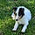 Trixie