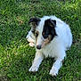 dog, puppy, grass, outdoor, pet, animal, canine, fur, nature, laying_down, green, young, cute, relaxed, summer, sunlight, mammal, white, black, ears